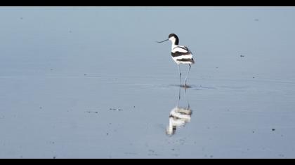 Pied Avocet