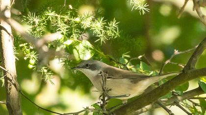 Eastern Orphean Warbler