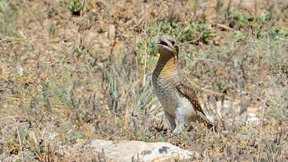 Eurasian Wryneck