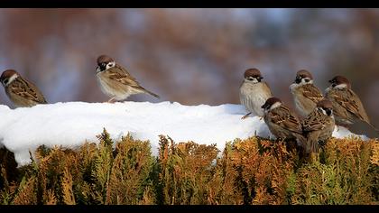 Eurasian Tree Sparrow
