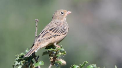 Cretzschmar`s Bunting
