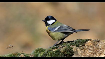 Great Tit