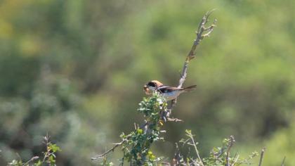 Woodchat Shrike