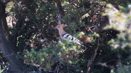 Eurasian Hoopoe