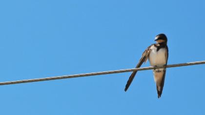 Barn Swallow