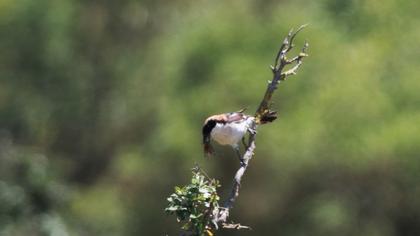 Kızılbaşlı örümcekkuşu