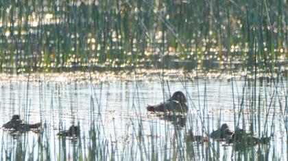 Common Pochard