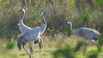 Common Crane
