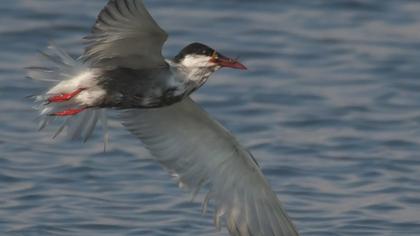 Whiskered Tern