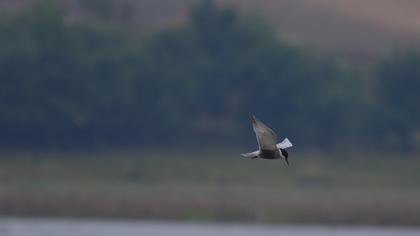 Whiskered Tern