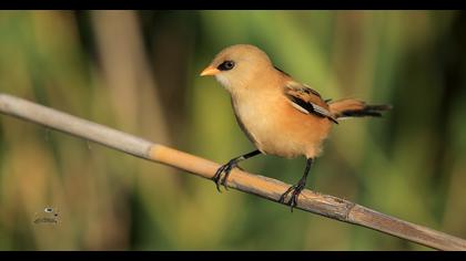 Bearded Reedling