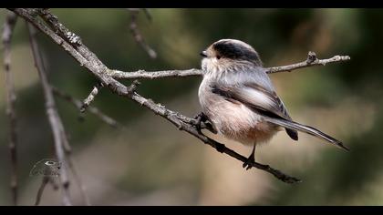 Long-tailed Tit
