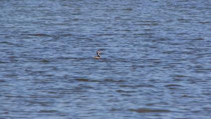 Great Crested Grebe