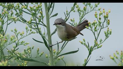 Lesser Whitethroat