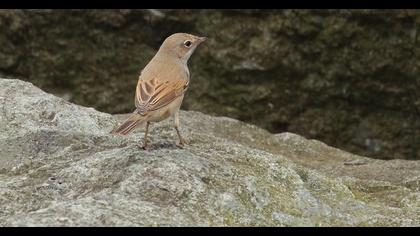 Common Whitethroat