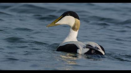 Common Eider