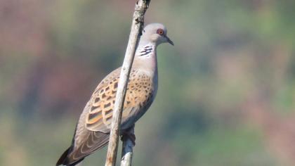 European Turtle Dove