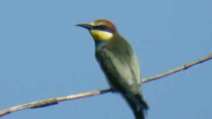 European Bee-eater