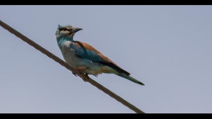 European Roller