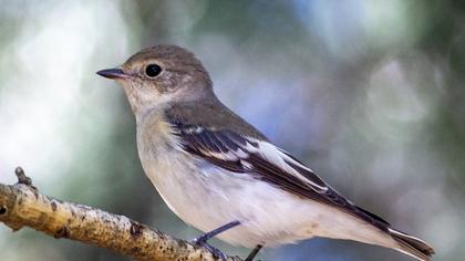 Semicollared Flycatcher