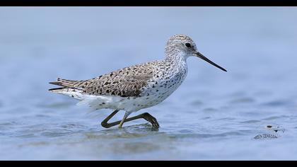 Marsh Sandpiper