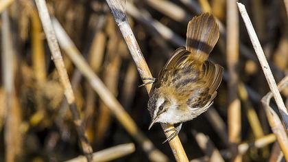 Sedge Warbler