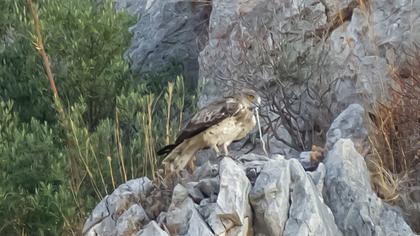 Short-toed Snake Eagle