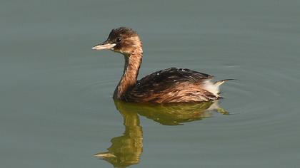 Little Grebe