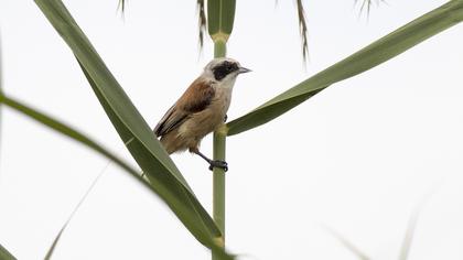 Eurasian Penduline Tit