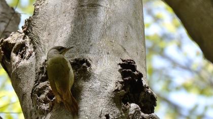Grey-headed Woodpecker