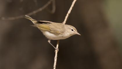 Eastern Bonelli`s Warbler