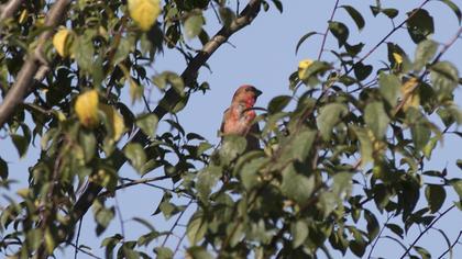 Common Rosefinch