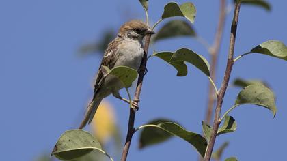 Eurasian Tree Sparrow