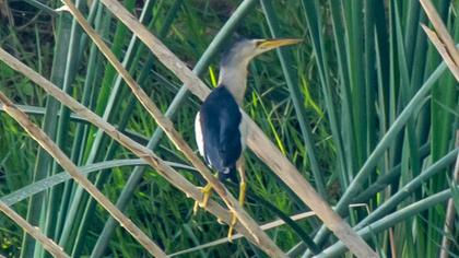 Little Bittern