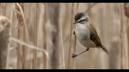 Moustached Warbler