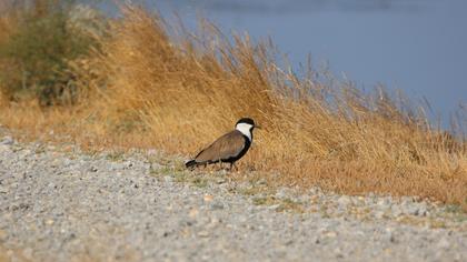 Spur-winged Lapwing