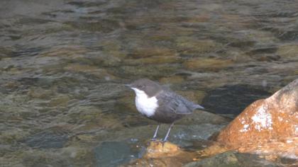 White-throated Dipper