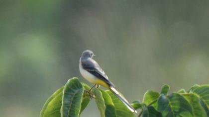 Grey Wagtail