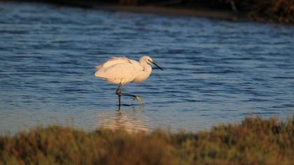 Little Egret