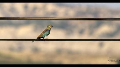 European Roller