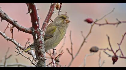 European Greenfinch