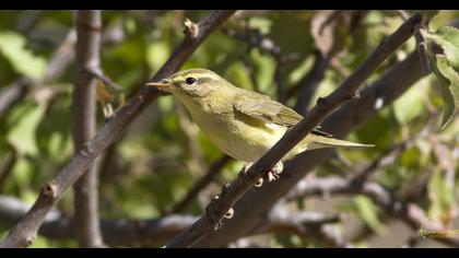 Willow Warbler