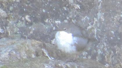 White-throated Dipper