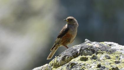 Alpine Accentor