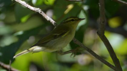 Green Warbler