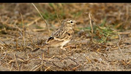 Tree Pipit