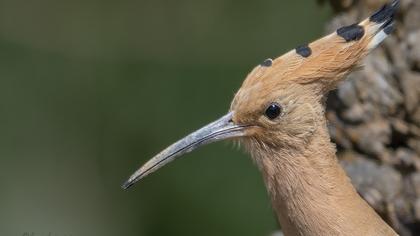 Eurasian Hoopoe