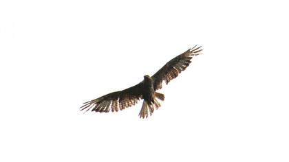 Common Buzzard