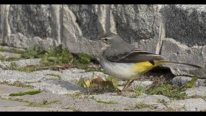 Grey Wagtail