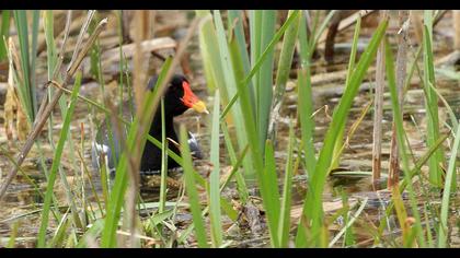 Common Moorhen